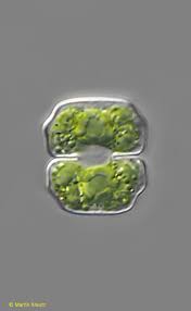 Attēlu rezultāti vaicājumam “Gloeocapsa rupestris”