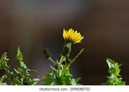 Attēlu rezultāti vaicājumam “Leontodon autumnalis  flower”