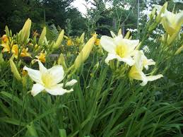 Attēlu rezultāti vaicājumam “Hemerocallis lilioasphodelus”
