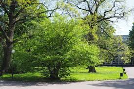 Attēlu rezultāti vaicājumam “Corylus avellana”