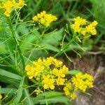 Attēlu rezultāti vaicājumam “Rorippa amphibia fruit”