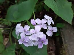 Attēlu rezultāti vaicājumam “Lunaria rediviva”