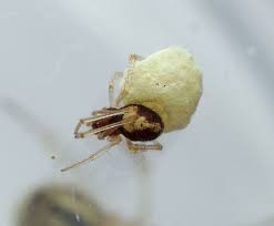 Attēlu rezultāti vaicājumam “Neottiura bimaculata female”