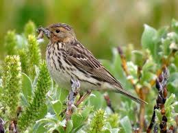 Image result for Anthus cervinus