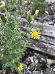 Attēlu rezultāti vaicājumam “Senecio viscosus leaf”