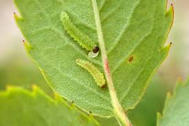 Attēlu rezultāti vaicājumam “Eriocampa ovata larva”