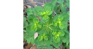 Attēlu rezultāti vaicājumam “Euphorbia helioscopia”