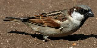 Image result for Passer domesticus