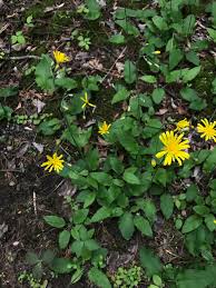 Attēlu rezultāti vaicājumam “Hieracium murorum leaf”