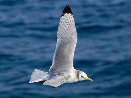 Attēlu rezultāti vaicājumam “Rissa tridactyla adult”