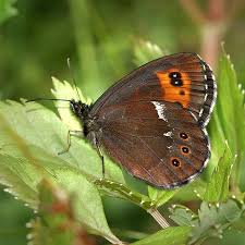 Attēlu rezultāti vaicājumam “Erebia ligea upperside”
