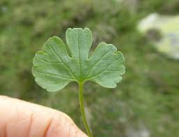 Attēlu rezultāti vaicājumam “Ranunculus mendax”