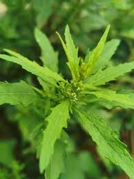 Image result for Chenopodium ambrosioides