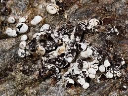 Attēlu rezultāti vaicājumam “Diderma cingulatum spores”