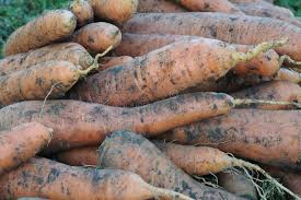 Attēlu rezultāti vaicājumam “Daucus carota subsp. carota fruit”