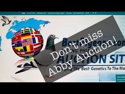 Image result for Abbeyton & Broomfield Racing Pigeons