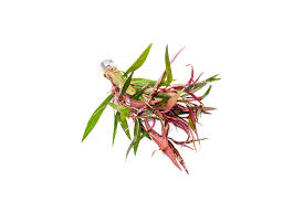 Attēlu rezultāti vaicājumam “Persicaria hydropiper”