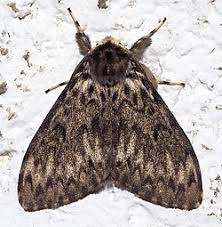 Attēlu rezultāti vaicājumam “Lymantria monacha pupa”