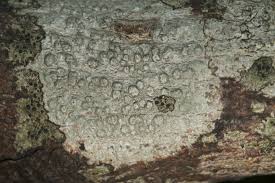 Attēlu rezultāti vaicājumam “Pertusaria leioplaca”