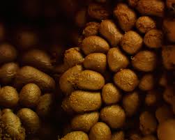 Attēlu rezultāti vaicājumam “Trichia contorta macro”