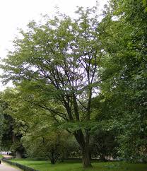 Attēlu rezultāti vaicājumam “Acer rufinerve”