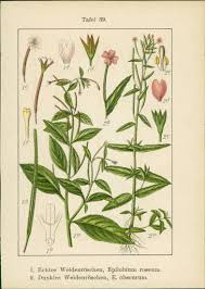 Image result for Weidenröschen