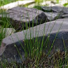 Attēlu rezultāti vaicājumam “Juncus filiformis”