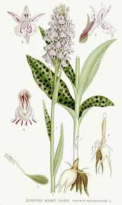 Attēlu rezultāti vaicājumam “Dactylorhiza maculata”