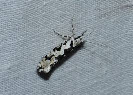 Attēlu rezultāti vaicājumam “Anacampsis blatariella”