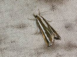 Attēlu rezultāti vaicājumam “Catoptria fulgidella”