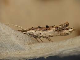 Attēlu rezultāti vaicājumam “Ypsolopha scabrella”