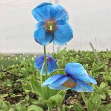 Image result for Meconopsis betonicifolia