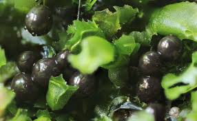 Attēlu rezultāti vaicājumam “Lamproderma ovoideum stalked”