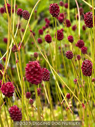 Attēlu rezultāti vaicājumam “Sanguisorba officinalis flower”