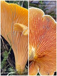 Attēlu rezultāti vaicājumam “Cantharellus cibarius”