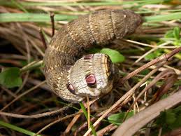 Attēlu rezultāti vaicājumam “Deilephila porcellus”