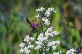 Attēlu rezultāti vaicājumam “Gnaphalium sylvaticum flower”