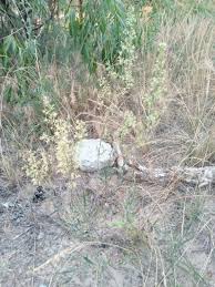 Attēlu rezultāti vaicājumam “Silene borysthenica bud”