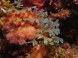 Attēlu rezultāti vaicājumam “Ceramium sp.”