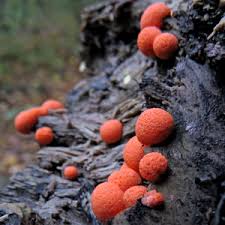 Attēlu rezultāti vaicājumam “Lycogala sphaeroconicum sessile”