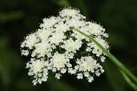 Attēlu rezultāti vaicājumam “Cnidium dubium”