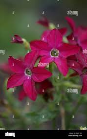 Image result for Nicotiana x sanderae `Perfume`F1