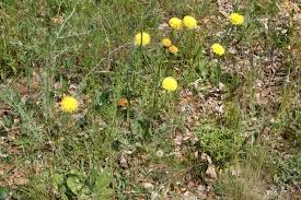 Attēlu rezultāti vaicājumam “Hypochaeris maculata”