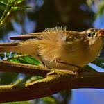 Attēlu rezultāti vaicājumam “Phylloscopus trochiloides”