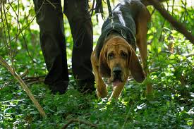 Image result for Carlisle BloodHounds