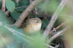 Attēlu rezultāti vaicājumam “Phylloscopus collybita adult”