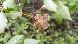 Attēlu rezultāti vaicājumam “Euonymus verrucosus”