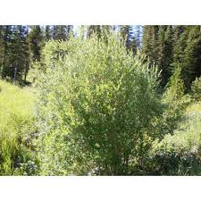 Attēlu rezultāti vaicājumam “Salix”