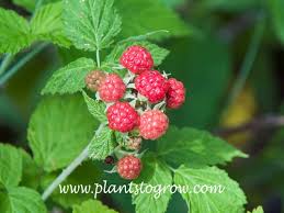 Attēlu rezultāti vaicājumam “Rubus idaeus leaf”