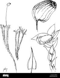 Attēlu rezultāti vaicājumam “Philonotis marchica sporophyte”